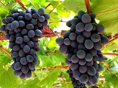 -白鹿原葡萄主题公园