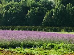 -紫颐香薰山谷景区
