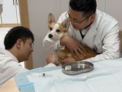 -邢大夫动物医院