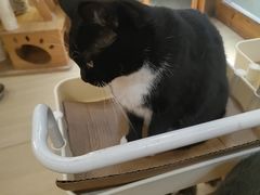 -是阿柴呀！柴犬咖啡·爱喵喵猫咖