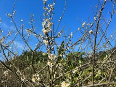 -广州市流溪河国家森林公园