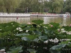-丰台花园