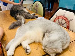 -猫小院猫主题咖啡厅(北锣店)