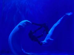 -多彩贵州城极地海洋世界