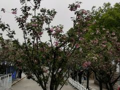 -嘉定紫藤园