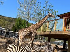 -大连森林动物园