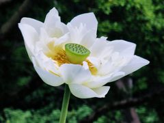 -云溪植物园
