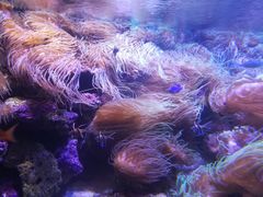 -悉尼海洋生物水族馆