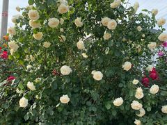 -永定河休闲森林公园