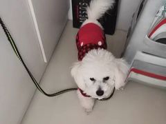 -宠爱国际动物医院· 猫科· 外科·中兽医(长白店)