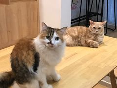 -是阿柴呀！柴犬咖啡·爱喵喵猫咖