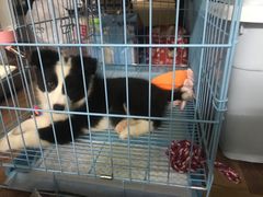 -翊宠yipet猫狗购宠庄园犬舍•猫舍