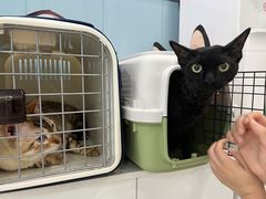 -纳吉亚猫专科动物诊疗中心(蒋宅口分院)