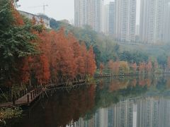 -重庆彩云湖湿地公园