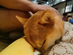-逗柴咖啡屋·狗咖猫咖宠物桌游