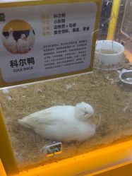 点击看大图 -神奇动物撸宠馆·羊驼·小浣熊·异宠(豫园店)