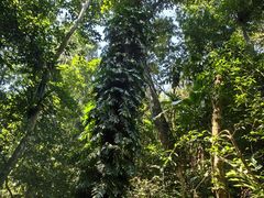 -中国科学院西双版纳热带植物园