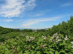 -野三坡百草畔景区