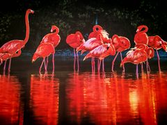 -罗红摄影艺术馆