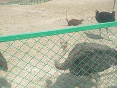 -新疆天山野生动物园