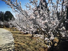 -北京西山国家森林公园