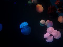 -锦艺城海洋馆