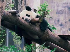 -成都大熊猫繁育研究基地