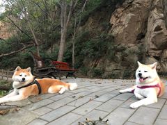 -大岭沟猕猴桃谷风景区
