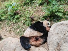 -广州长隆野生动物世界