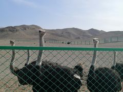 -新疆天山野生动物园