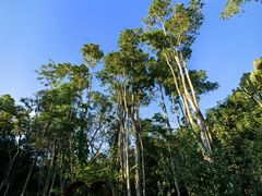 -海南热带野生动植物园