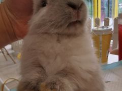 -RU DUCK柯尔鸭公社·撸鸭俱乐部·羊驼·小香猪