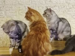 -平行世界·猫咖(首经贸店)
