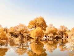 -金塔沙漠胡杨林景区