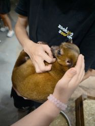 -Zoolung Zoolung动物主题公园(海信广场店)