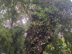 -西溪南古村落