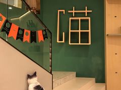 -飞行喵MR PILOT|猫舍·猫咖(静安大融城店)