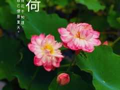 -沐仙湖湿地公园