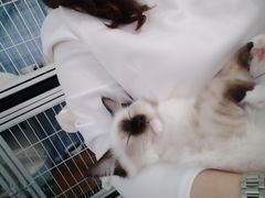 -喵的天空名猫咖啡馆·撸猫·猫舍·用品