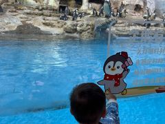 -帝企鹅自助餐厅•儿童岛•真企鹅(长隆企鹅酒店)