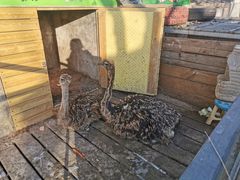 -北京鹿世界主题园