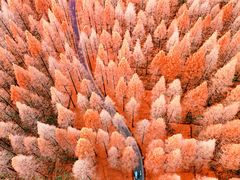 -黄海国家森林公园