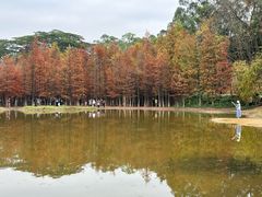 -番禺大夫山森林公园