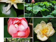 -陈家山荷花公园