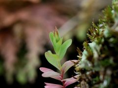 -植觉