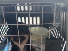 -瑞派福兴宠物医院犬猫全科·骨科·中西医结合(河东店)