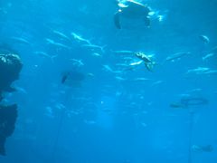 -海棠湾洲际-涛·海底餐厅·美人鱼·自助餐·海底隧道