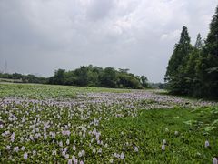 -白鹭湾湿地公园