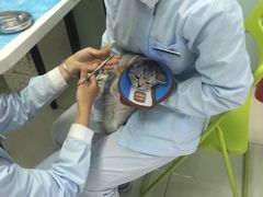 -纳吉亚猫专科动物医院博雅分院