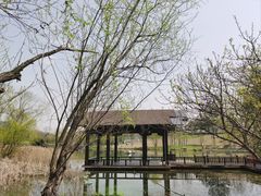 -洋湖国家湿地公园